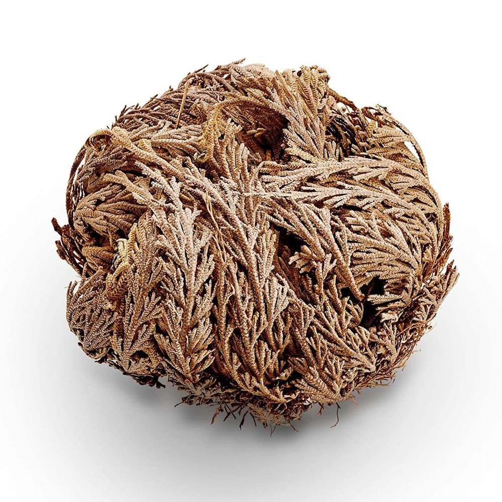 Ruža z Jericha (ruža Panny Márie).