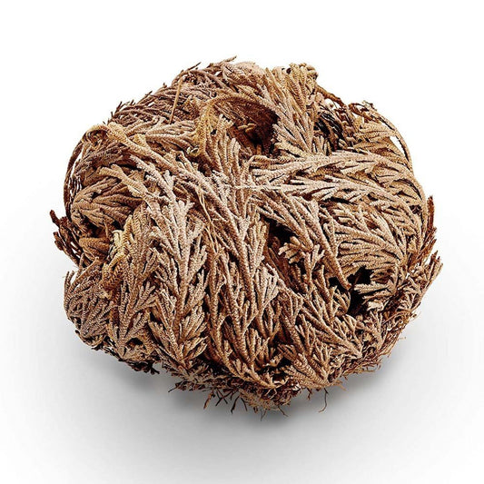 Ruža z Jericha (ruža Panny Márie).